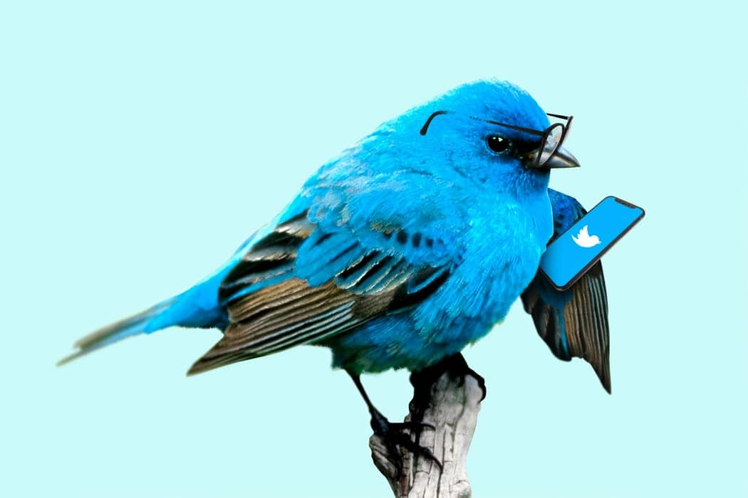 twitter blue bird